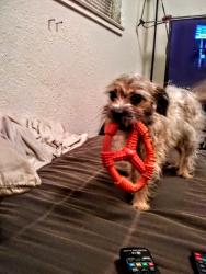 Reunited Female Dog last seen Blackstone and Herndon , Fresno, CA 93710