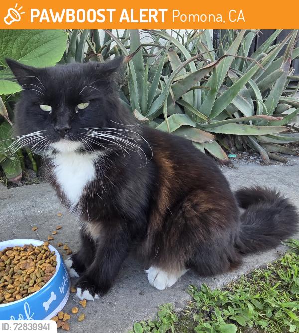 Found/Stray Male Cat last seen South Pomona on Olive and County Road, Pomona, CA 91766