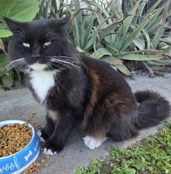 Found/Stray Male Cat last seen South Pomona on Olive and County Road, Pomona, CA 91766