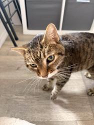 Found/Stray Unknown Cat last seen On bear rock road, Placerville, CA 95667