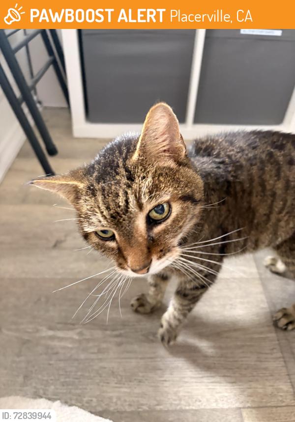 Found/Stray Unknown Cat last seen On bear rock road, Placerville, CA 95667