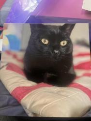 Lost Male Cat last seen Near Shazam art compound , Greenbrae, CA 94904