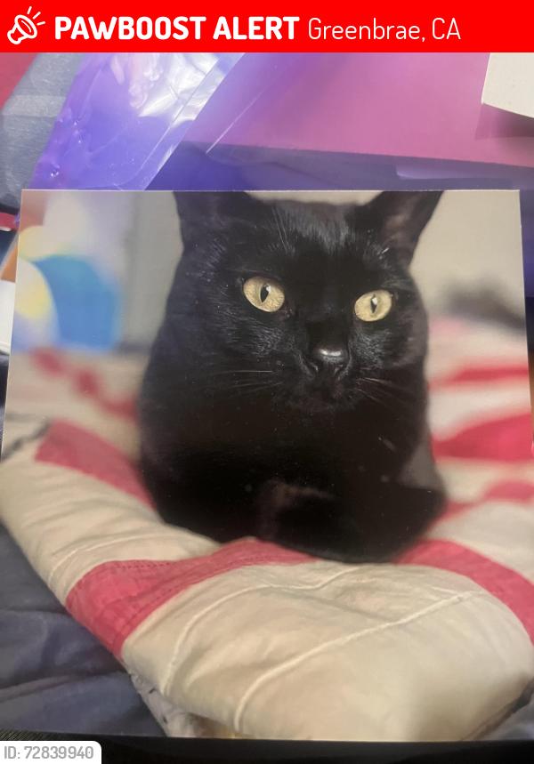 Lost Male Cat last seen Near Shazam art compound , Greenbrae, CA 94904