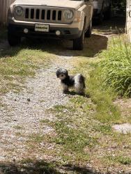 Found/Stray Unknown Dog last seen Berkeley st and Green street, Durham, NC 27705