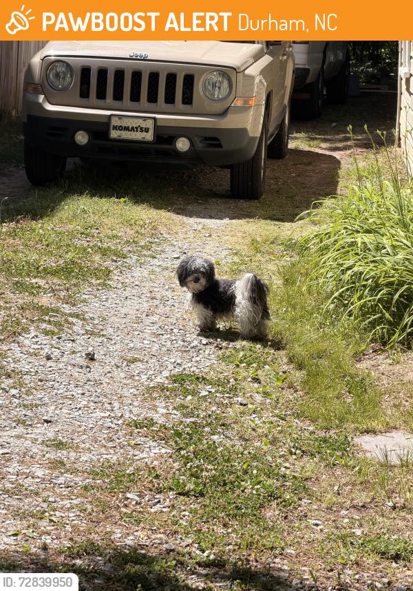 Found/Stray Unknown Dog last seen Berkeley st and Green street, Durham, NC 27705