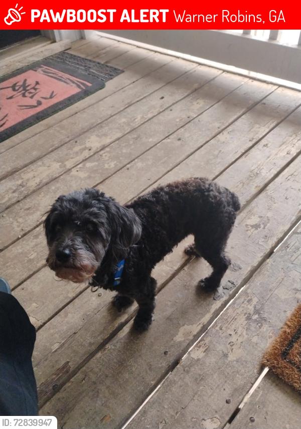 Lost Female Dog last seen Beatric drive , Warner Robins, GA 31088