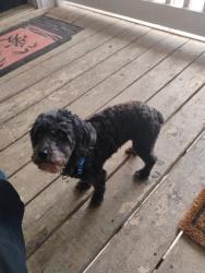 Lost Female Dog last seen Beatric drive , Warner Robins, GA 31088