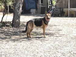 Lost Male Dog last seen Mission Rd and 36th, Tucson, AZ 85713