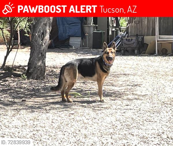 Lost Male Dog last seen Mission Rd and 36th, Tucson, AZ 85713