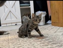 Lost Male Cat last seen Easy Street, Milton, FL, Milton, FL 32570