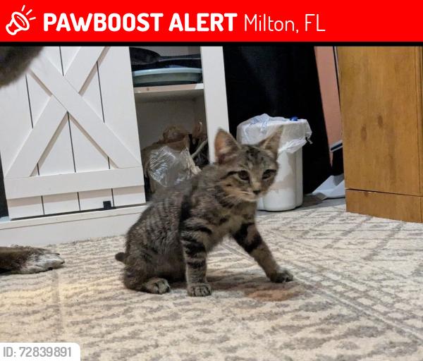 Lost Male Cat last seen Easy Street, Milton, FL, Milton, FL 32570