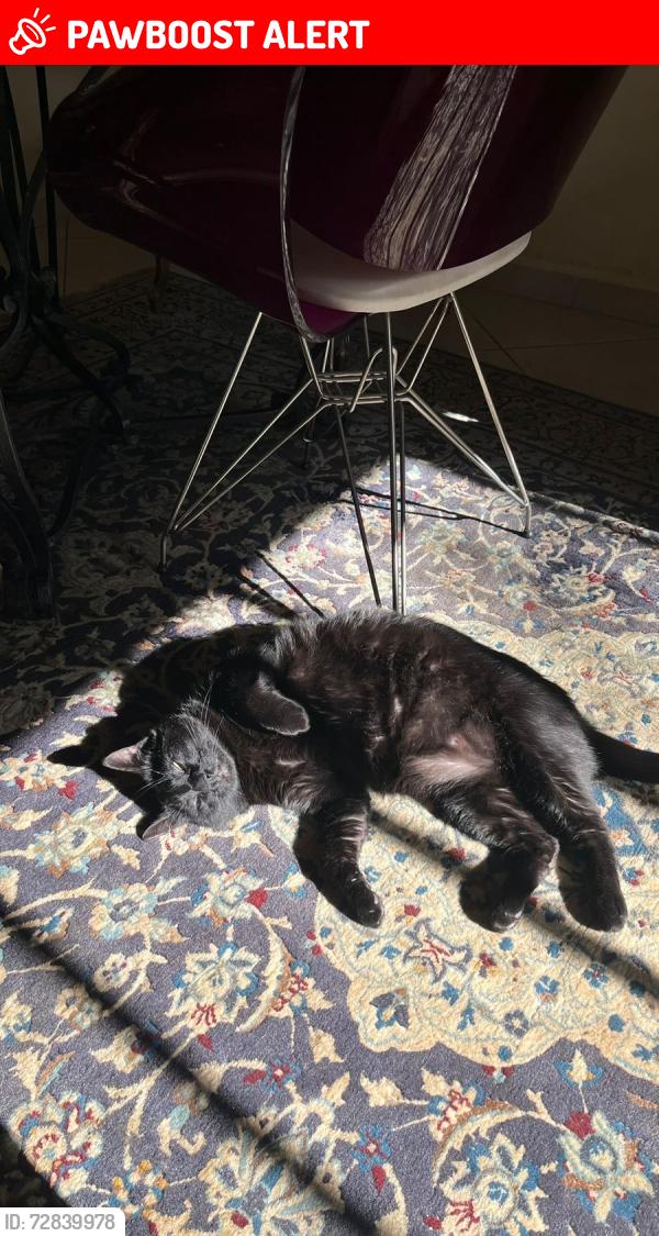 Lost Male Cat last seen rua benjamim arruda 272, Jardim Nova Braganca, SP 12914-572