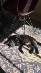 Lost Male Cat last seen rua benjamim arruda 272, Jardim Nova Braganca, SP 12914-572
