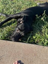 Found/Stray Male Dog last seen Kaffie Middle School Track, Corpus Christi, TX 78414
