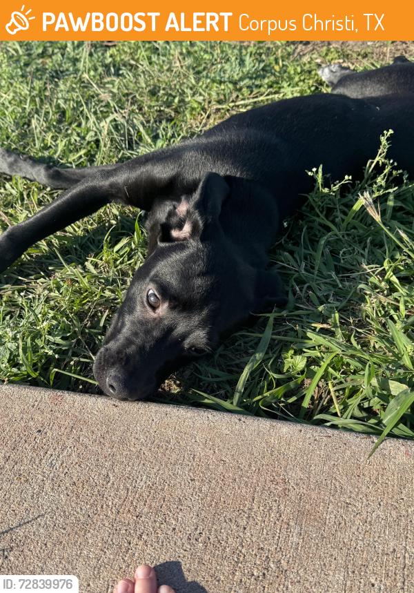 Found/Stray Male Dog last seen Kaffie Middle School Track, Corpus Christi, TX 78414