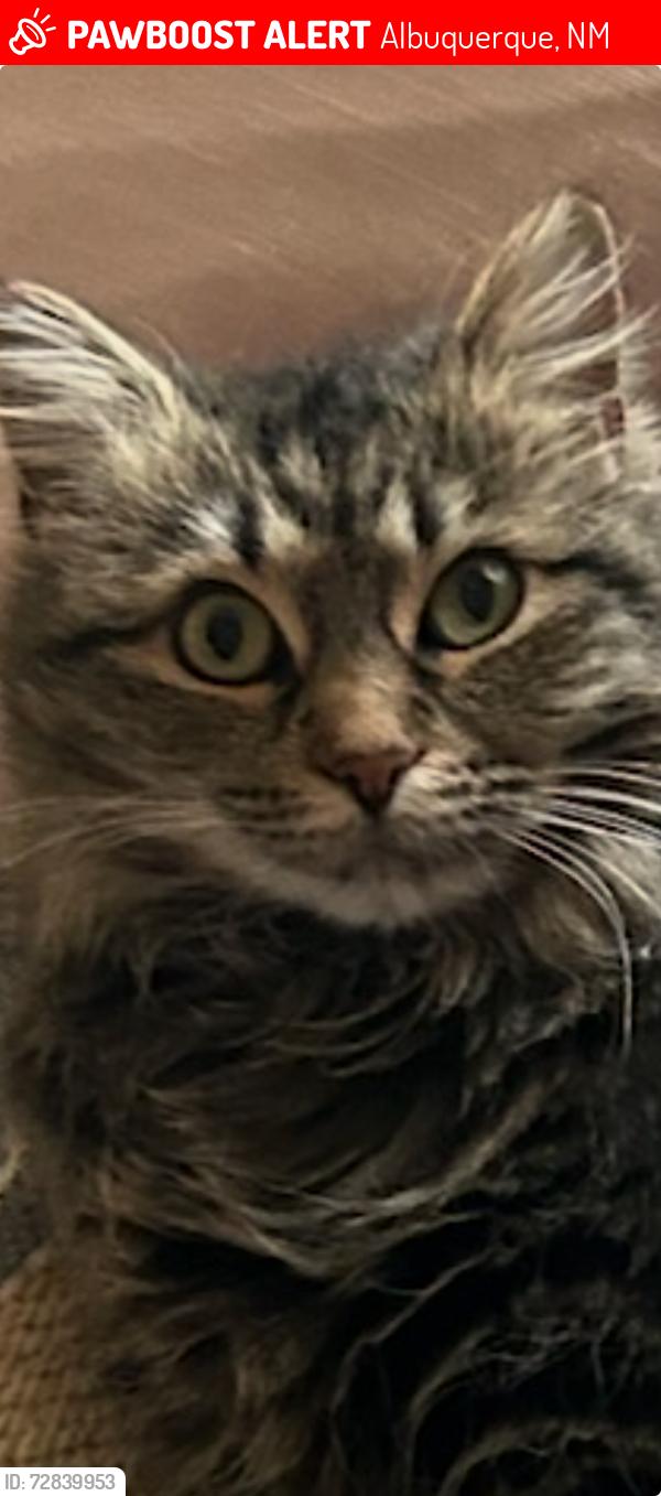 Lost Female Cat last seen Spain and Wyoming , Albuquerque, NM 87111