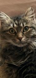 Lost Female Cat last seen Spain and Wyoming , Albuquerque, NM 87111