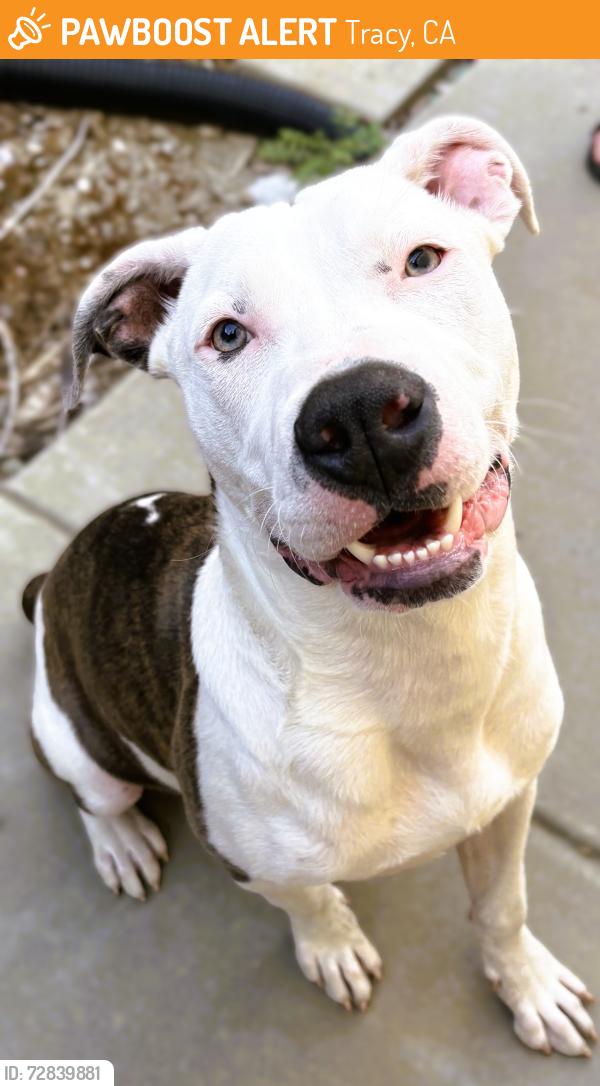 Found/Stray Male Dog last seen 4th and central avenue, Tracy, CA 95376