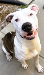 Found/Stray Male Dog last seen 4th and central avenue, Tracy, CA 95376