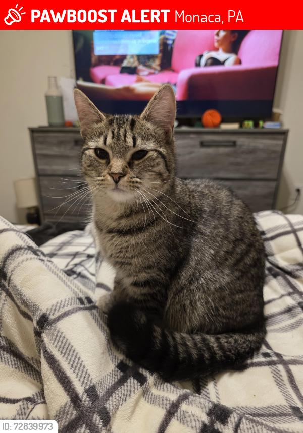 Lost Female Cat last seen Kaye ave and bechtel street , Monaca, PA 15061