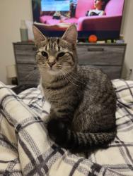 Lost Female Cat last seen Kaye ave and bechtel street , Monaca, PA 15061