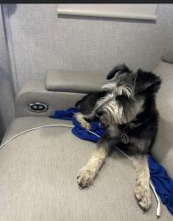 Lost Female Dog last seen Third and Knox, West Odessa, TX 79763