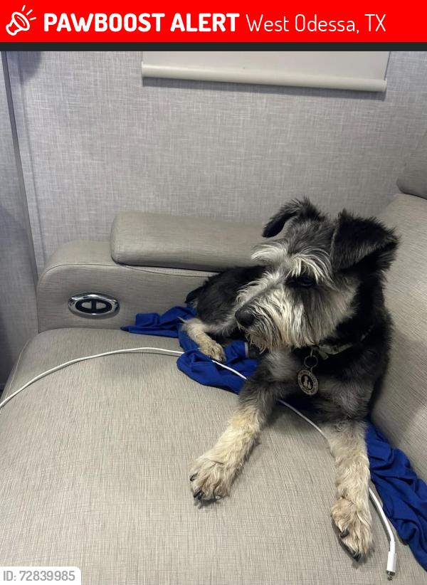 Lost Female Dog last seen Third and Knox, West Odessa, TX 79763