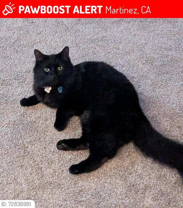 Lost Male Cat last seen Trinity Place, Martinez, Martinez, CA 94553