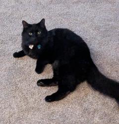 Lost Male Cat last seen Trinity Place, Martinez, Martinez, CA 94553