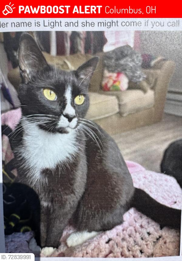 Lost Female Cat last seen karl rd, Columbus, OH 43224