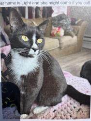 Lost Female Cat last seen karl rd, Columbus, OH 43224