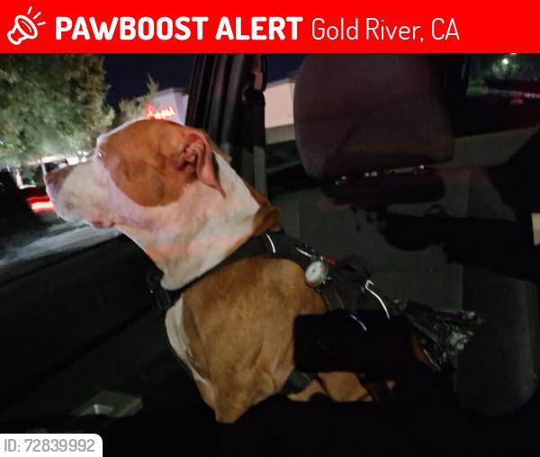 Lost Male Dog last seen Next to highway , Gold River, CA 95670