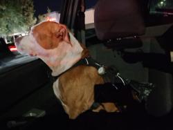 Lost Male Dog last seen Next to highway , Gold River, CA 95670
