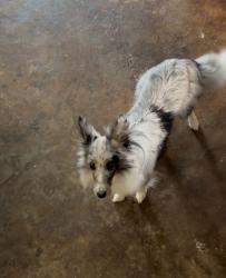 Lost Female Dog last seen Division st, Merryville, LA 70653