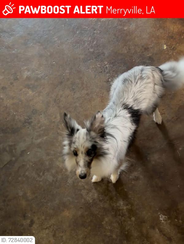 Lost Female Dog last seen Division st, Merryville, LA 70653