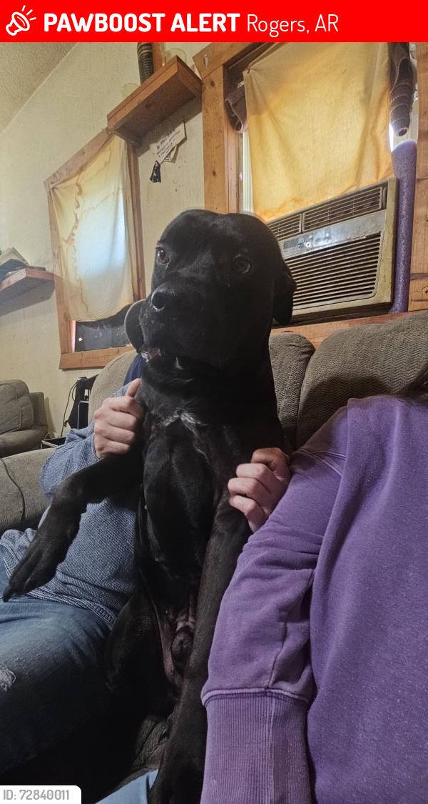 Lost Male Dog last seen Beechwood Dr, Rogers, AR 72756