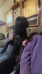 Lost Male Dog last seen Beechwood Dr, Rogers, AR 72756