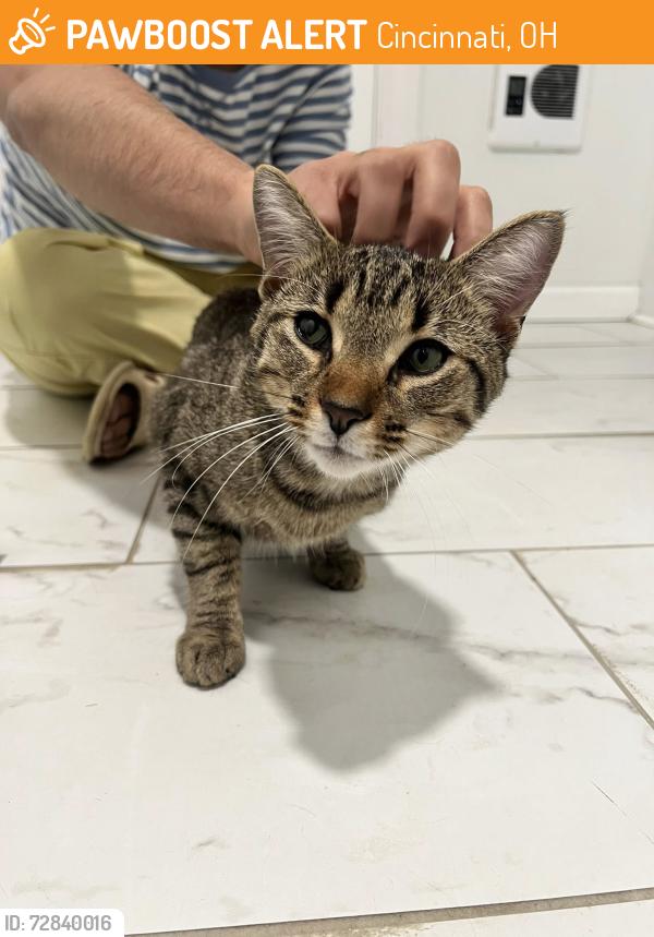 Found/Stray Male Cat last seen Kemba Bank, Cincinnati, OH 45224