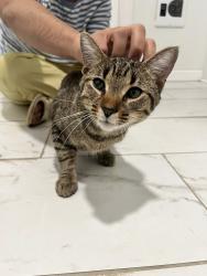 Found/Stray Male Cat last seen Kemba Bank, Cincinnati, OH 45224