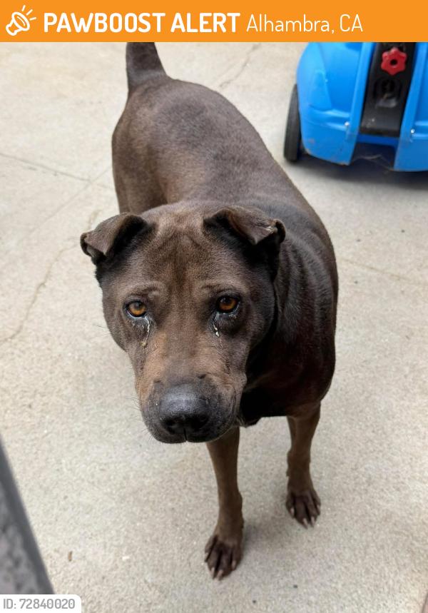 Found/Stray Female Dog last seen Garvey & Montezuma 10 freeway ALHAMBRA CA, Alhambra, CA 91803