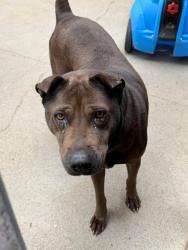 Found/Stray Female Dog last seen Garvey & Montezuma 10 freeway ALHAMBRA CA, Alhambra, CA 91803