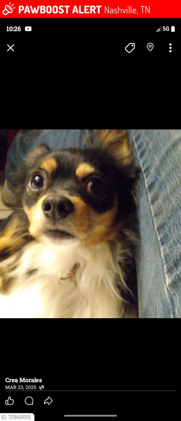 Lost Male Dog last seen Near old hickory Blvd, Nashville, TN 37221