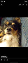 Lost Male Dog last seen Near old hickory Blvd, Nashville, TN 37221