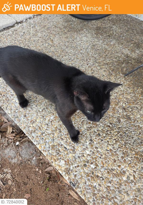 Found/Stray Unknown Cat last seen Substation and us 41, Venice, FL 34285