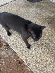 Found/Stray Unknown Cat last seen Substation and us 41, Venice, FL 34285