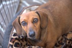 Lost Female Dog last seen East Chelsea Ct near East Woodsville Ct and East St. John's Pkwy, Visalia, CA 93292
