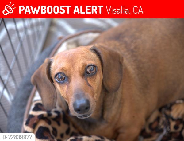 Lost Female Dog last seen East Chelsea Ct near East Woodsville Ct and East St. John's Pkwy, Visalia, CA 93292