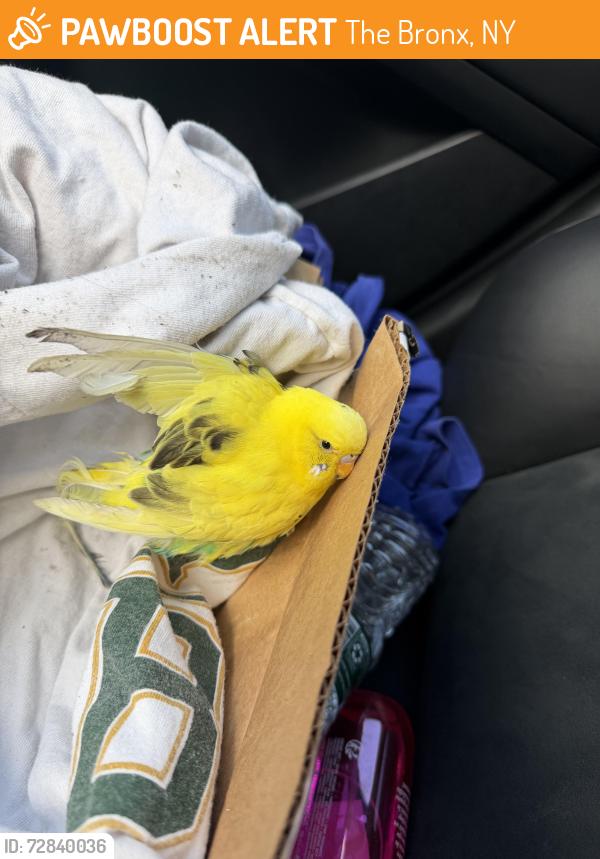 Found/Stray Unknown Bird last seen Cross island expressway , The Bronx, NY 10462