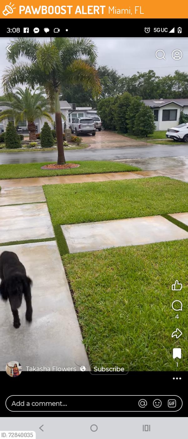 Found/Stray Unknown Dog last seen 14th Avenue NW 192nd street , Miami, FL 33167