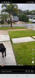 Found/Stray Unknown Dog last seen 14th Avenue NW 192nd street , Miami, FL 33167